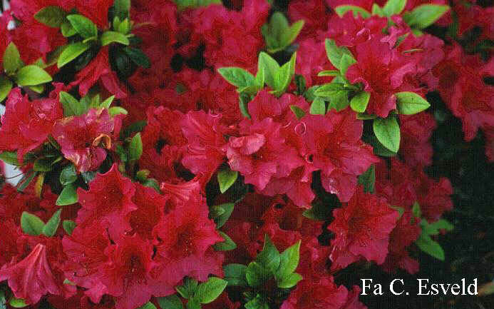 Azalea 'Vuyks Scarlet'