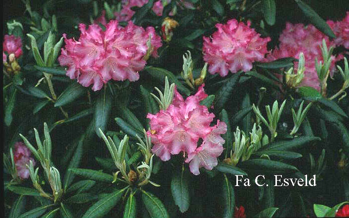 Rhododendron 'Emanuela'