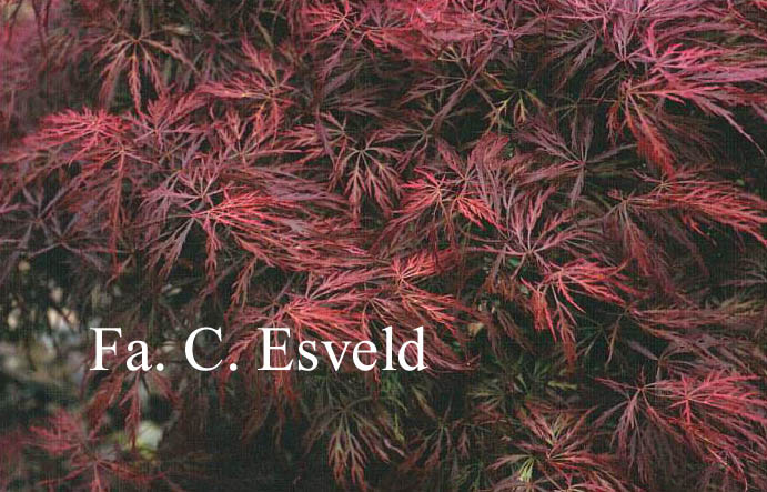 Acer palmatum 'Pink Filigree'