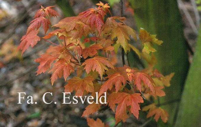 Acer saccharinum 'Lutescens'