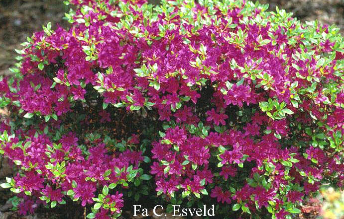 Azalea 'Kanpai'