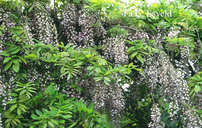 Wisteria floribunda 'Kuchi-beni' (Alborosea)