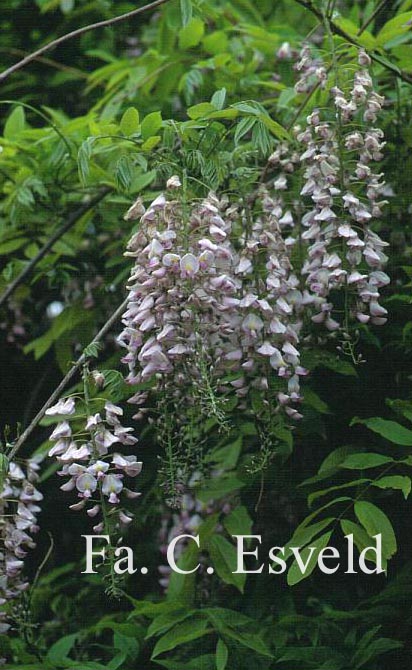 Wisteria floribunda 'Kuchi-beni' (Alborosea)