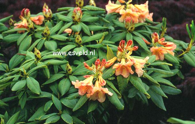 Rhododendron 'King of Shrubs'