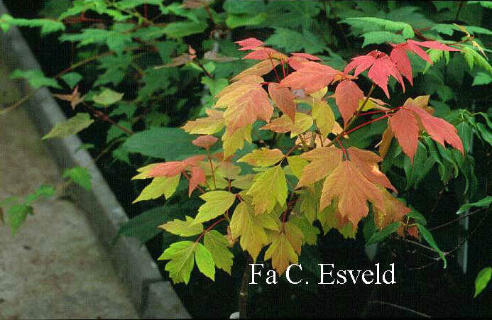 Acer negundo 'Sensation'