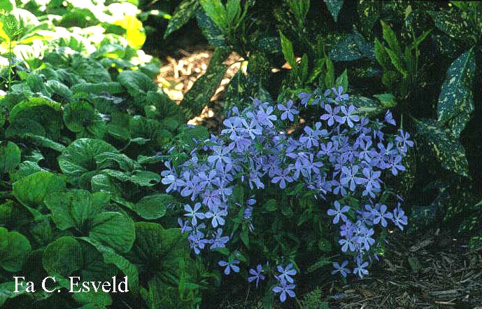 Phlox divaricata 'Clouds of Perfume'