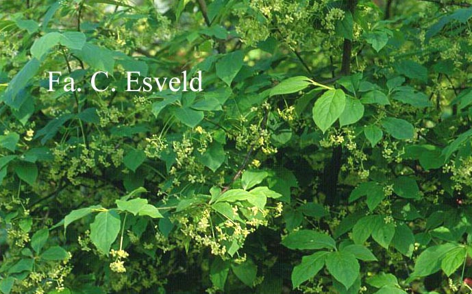 Euonymus planipes