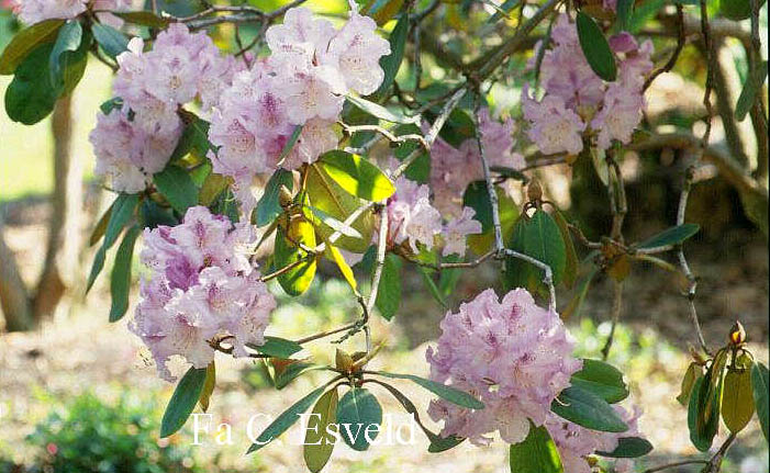 Rhododendron 'Susan'
