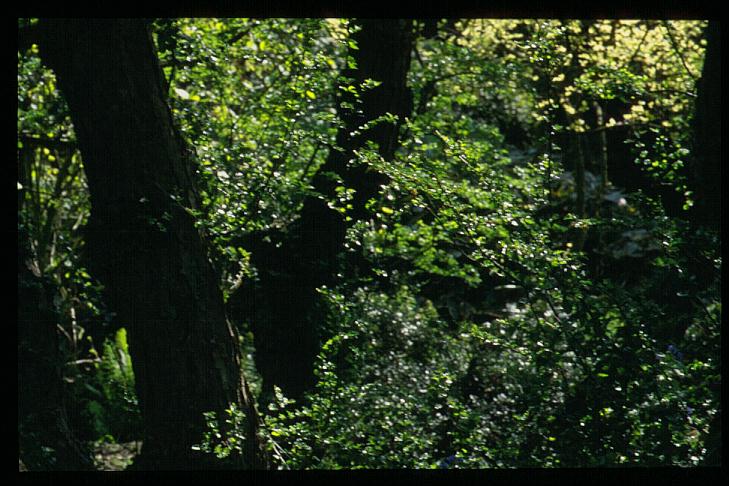 Nothofagus antarctica