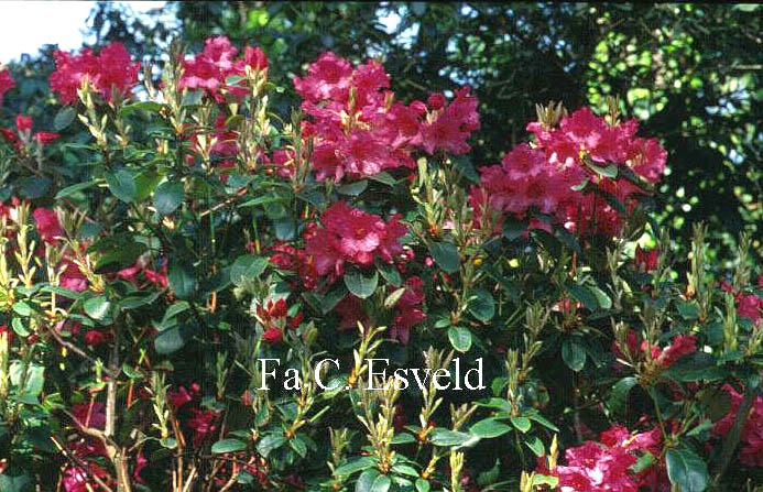 Rhododendron 'Oudijk's Sensation'