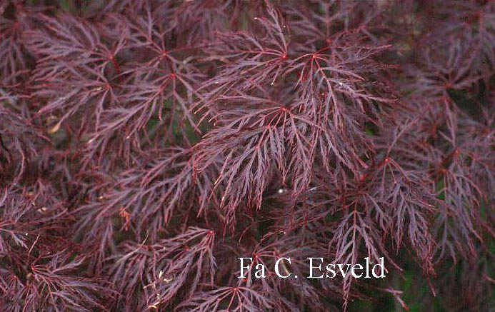 Acer palmatum 'Red Filigree Lace'