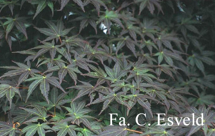 Acer palmatum 'Koriba'