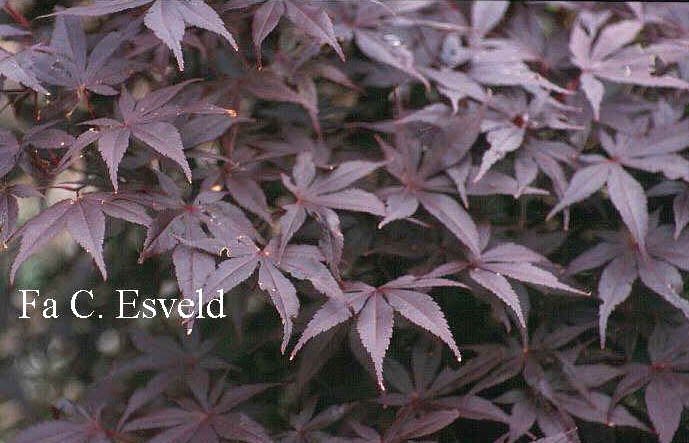 Acer palmatum 'Margaret Bee'