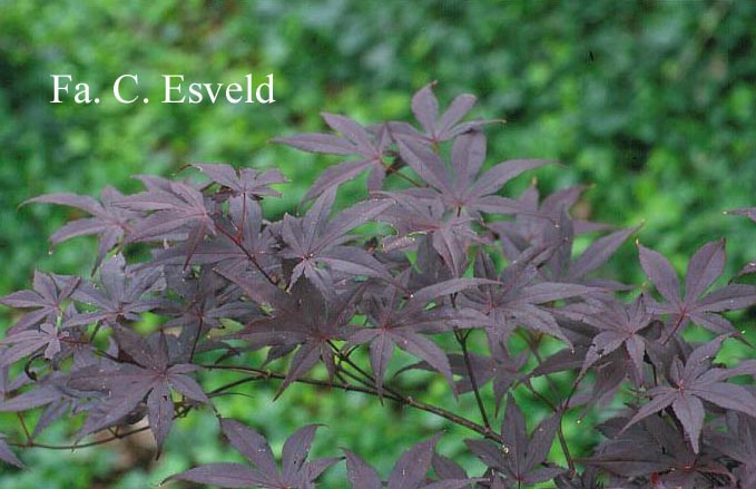 Acer palmatum 'Margaret Bee'