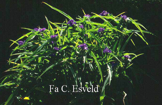 Tradescantia andersoniana 'Zwanenburg Blue'