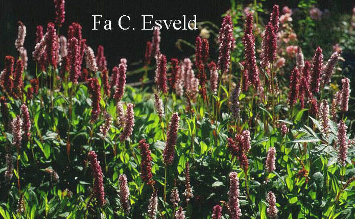 Persicaria affinis 'Superba'