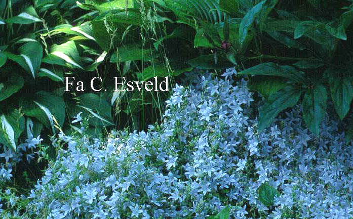 Campanula poscharskyana 'E.H. Frost'