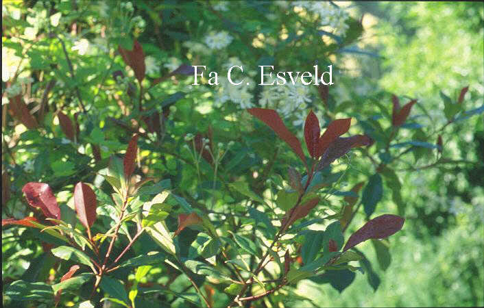 Photinia fraseri 'Red Robin'