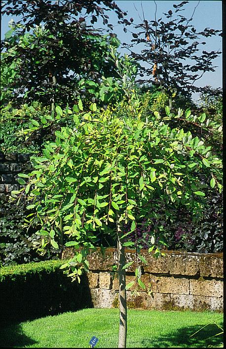 Salix caprea 'Kilmarnock'