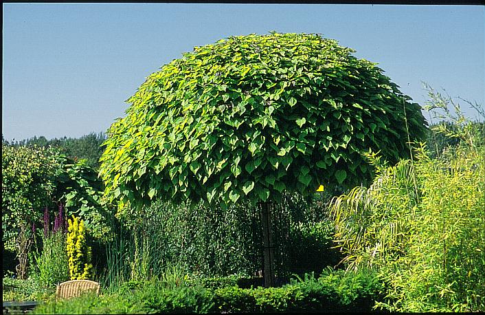 Catalpa bignonioides 'Nana'