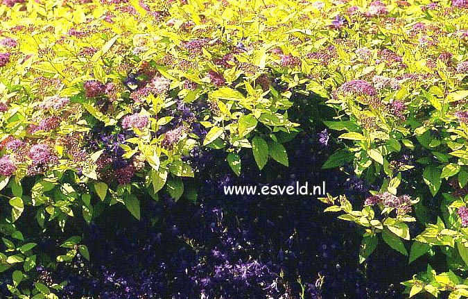 Spiraea japonica 'Goldmound'