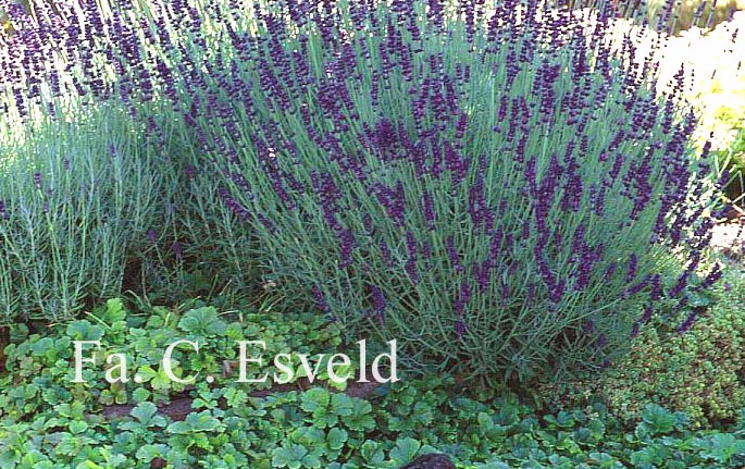 Lavandula angustifolia 'Hidcote'