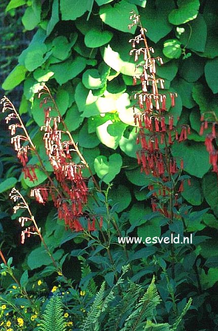 Phygelius capensis