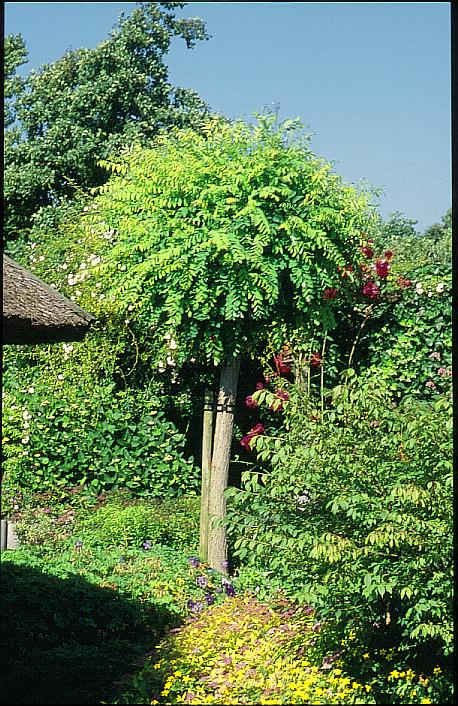 Robinia pseudoacacia 'Umbraculifera'