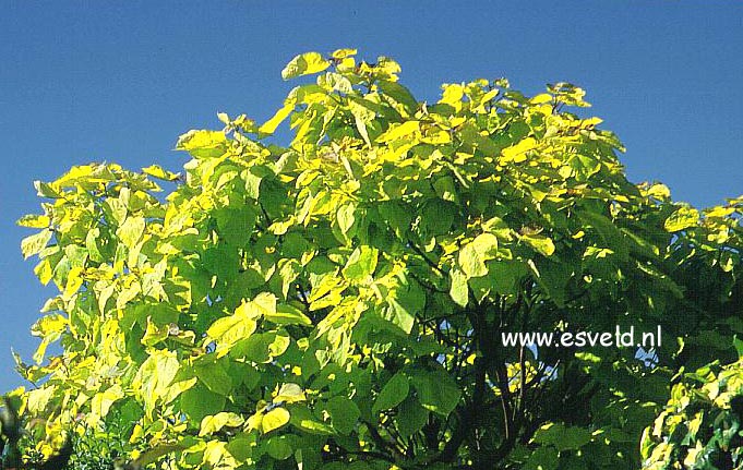 Catalpa bignonioides 'Aurea'