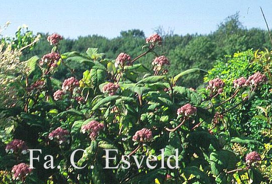 Hydrangea aspera sargentiana