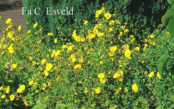 Potentilla 'Yellow Queen'