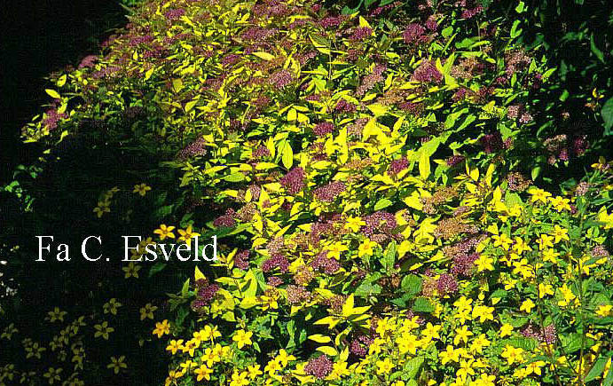 Spiraea japonica 'Goldflame'