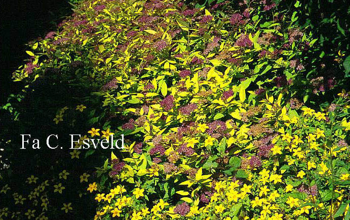 Spiraea japonica 'Goldflame'