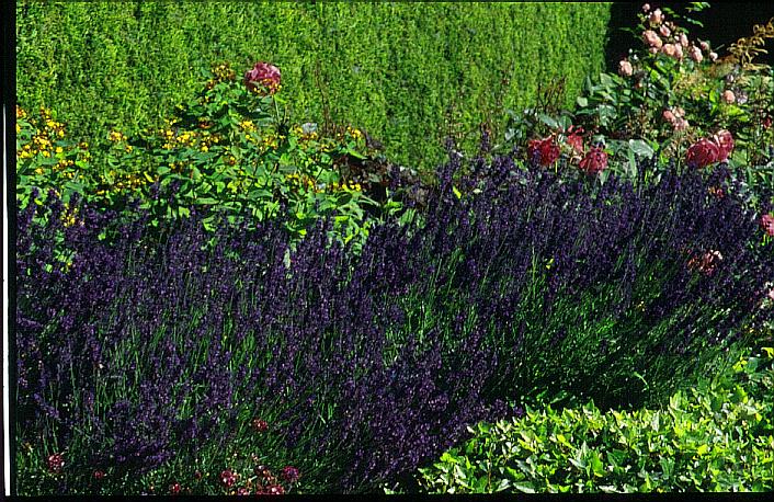 Lavandula angustifolia 'Hidcote'