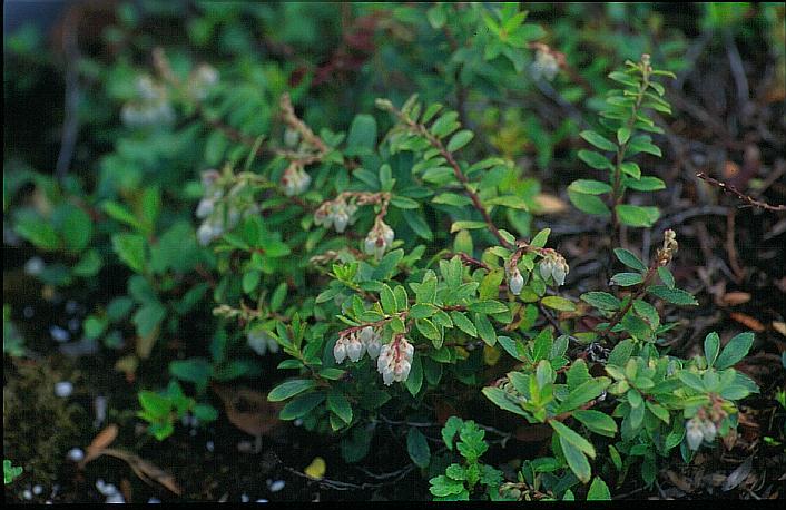 Gaultheria itoana