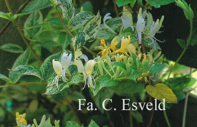 Lonicera 'Sandra'