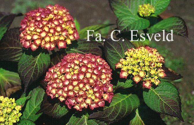 Hydrangea macrophylla 'Leuchtfeuer'