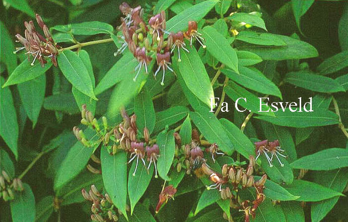 Lonicera henryi