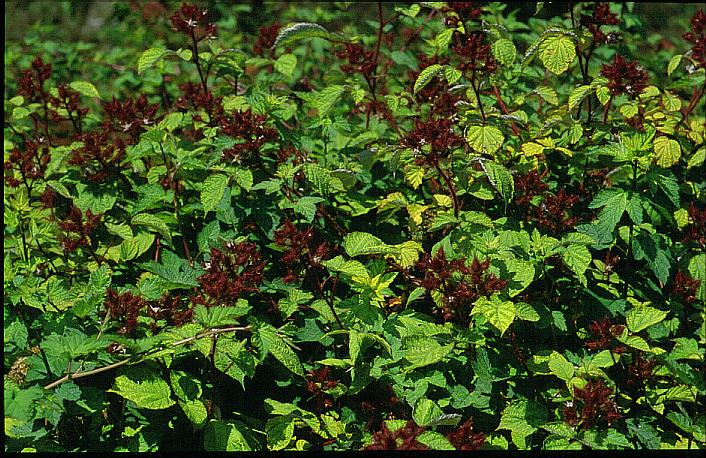 Rubus phoenicolasius