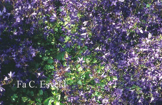 Campanula poscharskyana 'Stella'