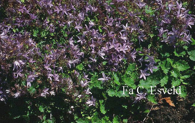 Campanula poscharskyana 'Lisduggan Variety'