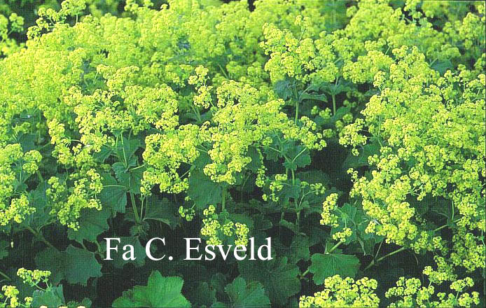 Alchemilla mollis