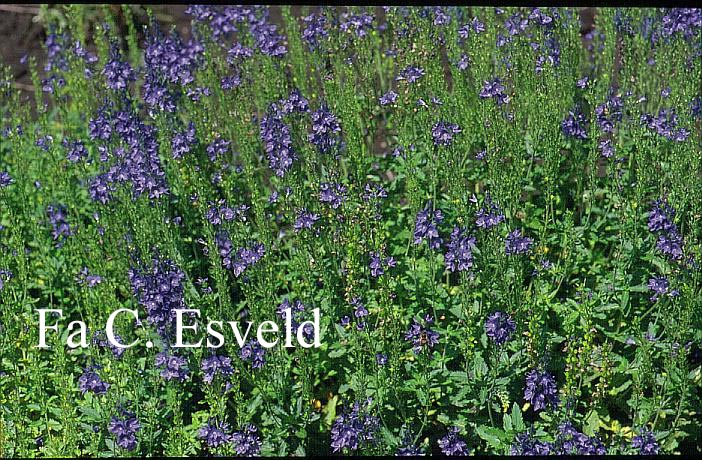 Veronica austriaca 'Royal Blue'