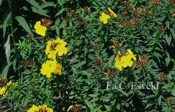 Oenothera fruticosa 'Fyrverkeri'