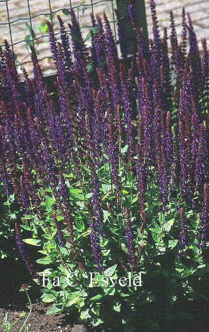 Salvia nemorosa 'Ostfriesland'