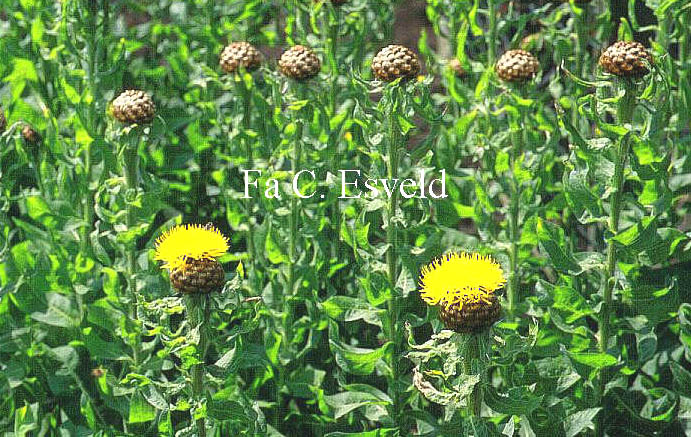 Centaurea macrocephala