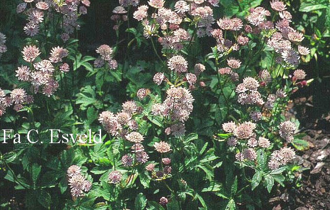 Astrantia major