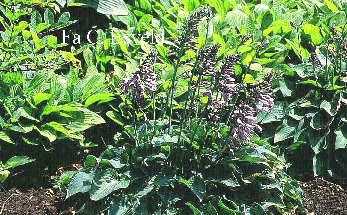 Hosta 'Blue Cadet'