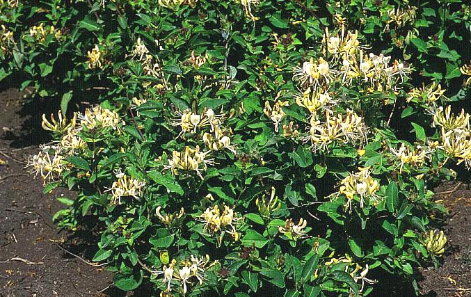 Lonicera 'Honey Baby'