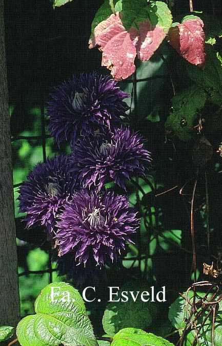 Clematis 'Multi Blue'